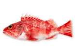 Helicolenus dactylopterus - Blackbelly Rosefish.png