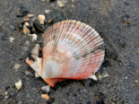 Chlamys islandica - Iceland Scallop.png