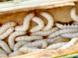 Omphisa fuscidentalis - Bamboo Worm.png