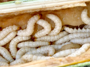 Omphisa fuscidentalis - Bamboo Worm.png