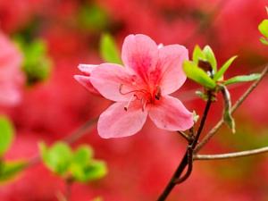 Rhododendron kaempferi - Yamatsutsuzi.png