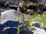 Anthoxanthum nitens（Hierochloe odorata）- Holy Grass.png
