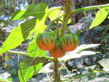 Fruit of Solanum capsicoides.png