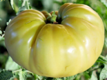 Heirloom Tomato - Great White.png