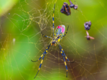 Trichonephila clavata - Joro Spider.png