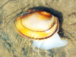 Anodonta anatina - Duck Mussel.png