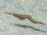 Praunus flexuosus - Chameleon Shrimp.png