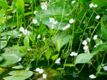 Sagittaria trifolia ssp. leucopetala - Chinese Arrowroot.png