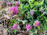 Trifolium pratense - Red Clover.png