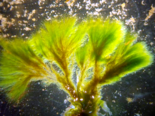 Spongomorpha aeruginosa - Spongy Weed.png