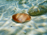 Callista Chione - Smooth Clam.png