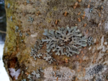 Parmelia sulcata - Shield Lichen.png