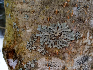 Parmelia sulcata - Shield Lichen.png
