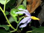 Fruits and flowers of Solanum paludosum.png