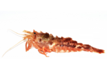 Sclerocrangon ferox - Warrior Shrimp.png