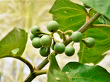 Jurubeba - Fruit of Solanum paniculatum.png