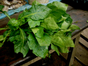 Solanum aethiopicum Leaves.png