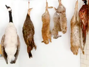 Chinese Cuisine -（野味）Bushmeat Dishes.png