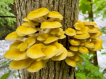 Pleurotus citrinopileatus - Golden Oyster Mushroom.png