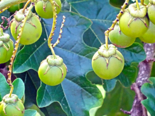 Fruit of Solanum erianthum.png