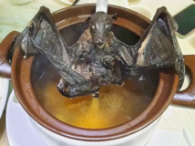 🚫 禁止野生鳥獣料理