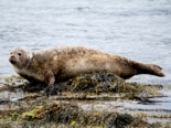 Phoca vitulina - Common Seal.png