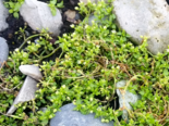 Stellaria media - Common Chickweed.png