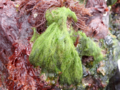 Acrosiphonia arcta - Green Tarantula Weed.png