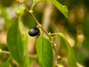 Cestrum laevigatum berries.png