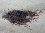 Desmarestia aculeata - Witch's Hair.png