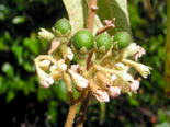 Unripe fruits and buds of Solanum asperum.png