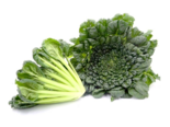 Brassica rapa var. narinosa - Tatsoi.png