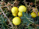 Yellow Fruit Nightshade - Fruit of Solanum virginianum.png