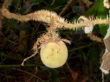 Fruit of Solanum crinitum.png