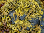 Pelvetia canaliculata - Channelled Wrack.png