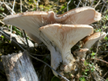 Pleurotus eryngii - King Trumpet Mushroom.png