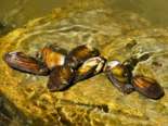 Unionida - Freshwater Mussels.png