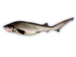 Hexanchus griseus - Bluntnose Sixgill Shark.png