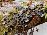Peltigera canina - Dog Pelt Lichen.png