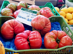 Portuguese Tomatoes.png