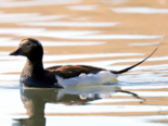 Clangula hyemalis - Long Tailed Duck.png