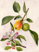 Botanical Journal Adisonia - Painting of Apple and Blossom by Mary Emily Eaton.png