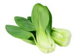 Brassica rapa subsp. chinensis - Green Stem Pak Choi.png