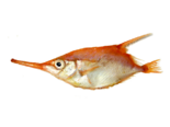 Macroramphosus scolopax - Atlantic Lizardfish.png