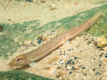 Misgurnus anguillicaudatus - Oriental Weatherfish.png