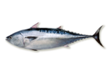 Auxis rochei - Bullet Tuna.png