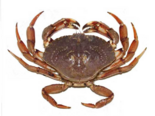 Cancer irroratus - Atlantic Rock Crab.png