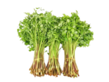 Aquatic Vegetables - Water Dropwort.png