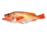 Sebastes norvegicus - Golden Redfish.png
