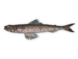 Synodus saurus - Atlantic Lizardfish.png
